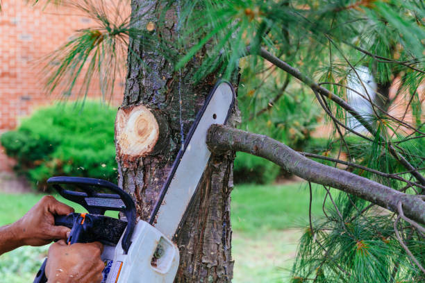 How Our Tree Care Process Works  in  Bartlesville, OK